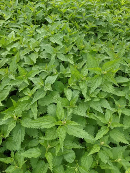 Primer Plano Hojas Ortiga Fresca Bosque — Foto de Stock