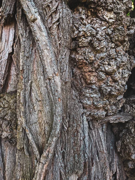 Vicino Albero Tronco Texture Sfondo Legno — Foto Stock