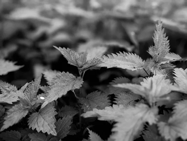 Κοντινό Πλάνο Φρέσκα Φύλλα Τσουκνίδας Στο Δάσος — Φωτογραφία Αρχείου
