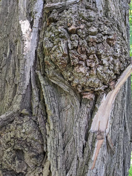 Närbild Träd Bål Struktur Bakgrund Trä — Stockfoto