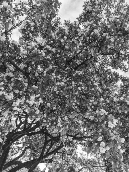 春には葉や花の美しい木の枝が — ストック写真