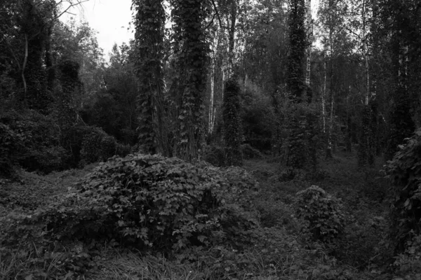 Árvores Bonitas Com Folhas Primavera Floresta — Fotografia de Stock