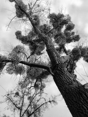 Baharda güzel ağaç dalları 