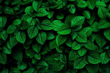 Parkta taze yaprakların yakın plan çekimi.