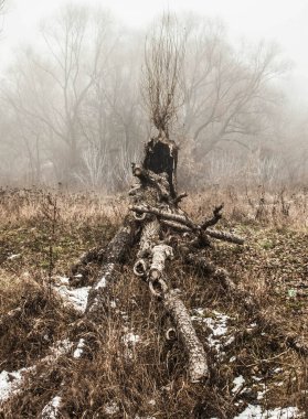 Bahar parkında güzel bir ağaç görüntüsü. 