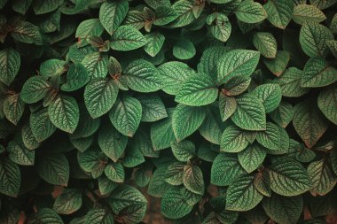 Parkta taze yaprakların yakın plan çekimi.