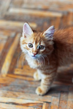 Şirin evcil kedi evde, evde. 