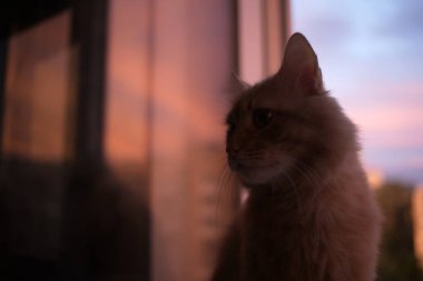 Şirin evcil kedi evde, evde. 