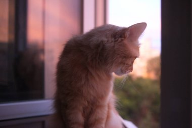 Şirin evcil kedi evde, evde. 