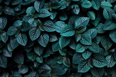 Parkta taze yaprakların yakın plan çekimi.