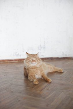 Şirin evcil kedi evde, evde. 