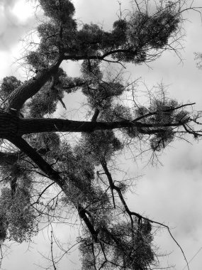 Ağacın üzerinde ağaç dalları