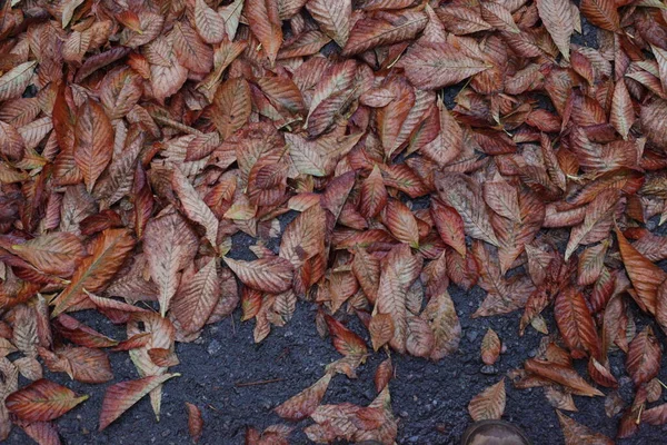 Herbstlaub Garten Auf Dem Boden Aufgetürmt — Stockfoto