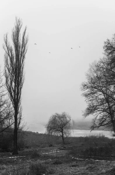 Beau Plan Arbres Dans Parc Printemps — Photo