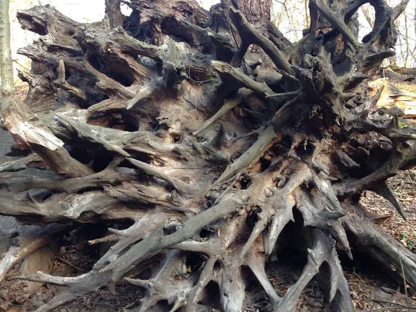 tree roots in the forest, close up