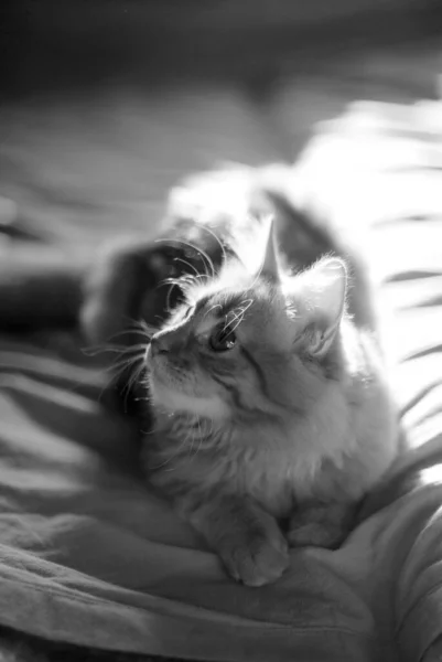 Gato Doméstico Bonito Casa Dentro Casa — Fotografia de Stock