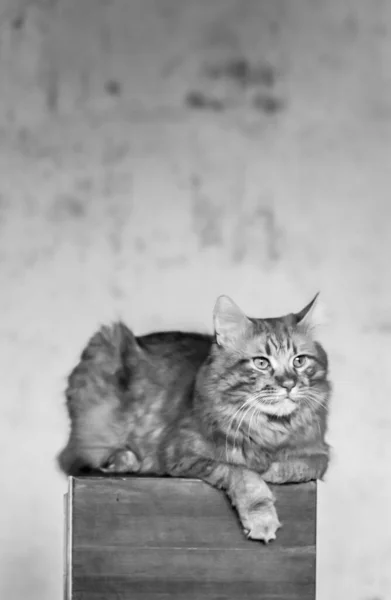 Roztomilý Domácí Kočka Doma Uvnitř — Stock fotografie