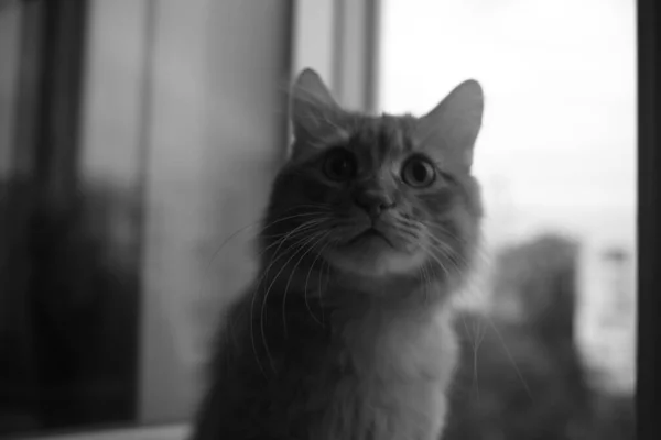 Gato Doméstico Bonito Casa Dentro Casa — Fotografia de Stock