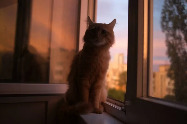 Gato Doméstico Bonito Casa Dentro Casa — Fotografia de Stock