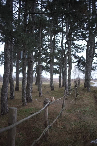 Una Bella Foto Alberi Nel Parco Primaverile — Foto Stock