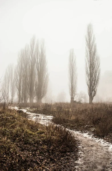 Una Bella Foto Alberi Nel Parco Primaverile — Foto Stock