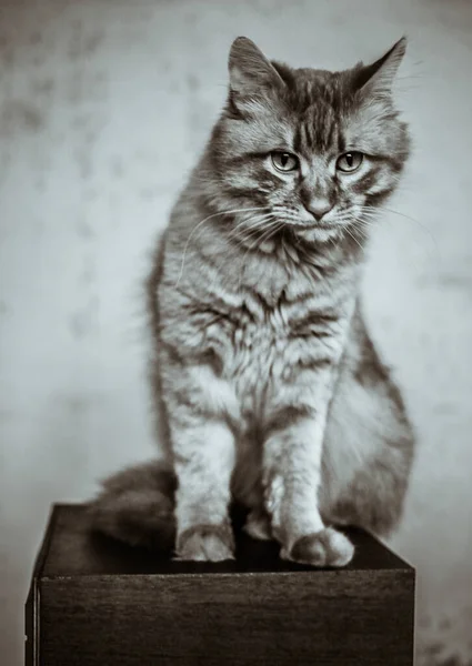 Niedliche Hauskatze Hause Drinnen — Stockfoto