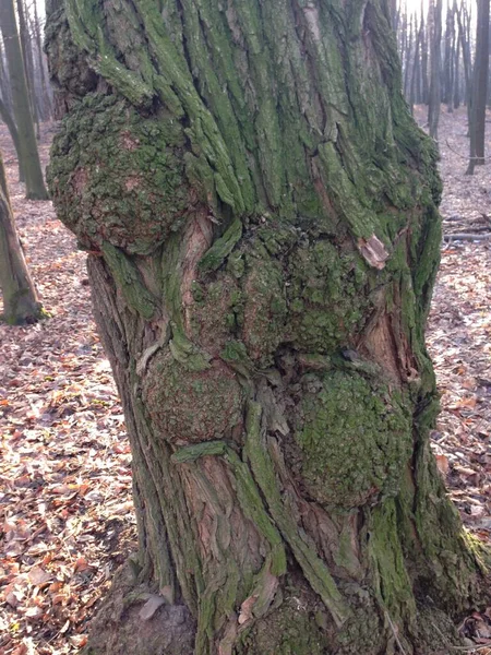 Close Boomstam Textuur Achtergrond Hout — Stockfoto