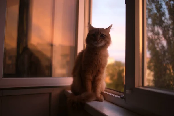 Милий Домашній Кіт Вдома Приміщенні — стокове фото