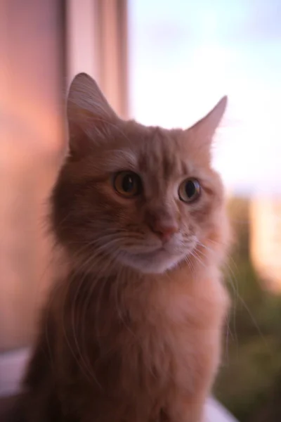 Gato Doméstico Bonito Casa Dentro Casa — Fotografia de Stock