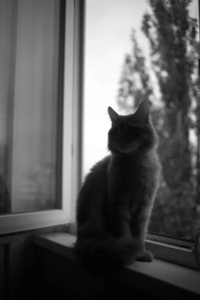 Χαριτωμένο Εγχώρια Γάτα Στο Σπίτι Εσωτερικούς Χώρους — Φωτογραφία Αρχείου
