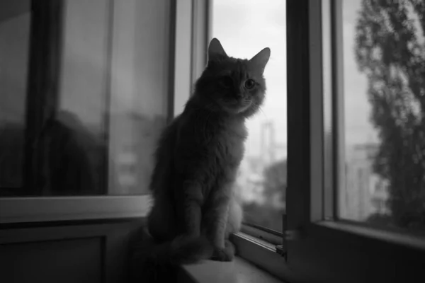 Gato Doméstico Bonito Casa Dentro Casa — Fotografia de Stock