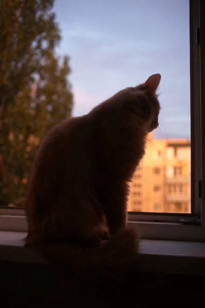 Gato Doméstico Bonito Casa Dentro Casa — Fotografia de Stock