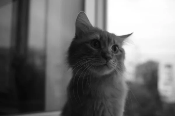 Gato Doméstico Bonito Casa Dentro Casa — Fotografia de Stock