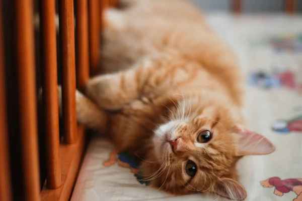 Schattig Huisdier Kat Thuis Binnen — Stockfoto