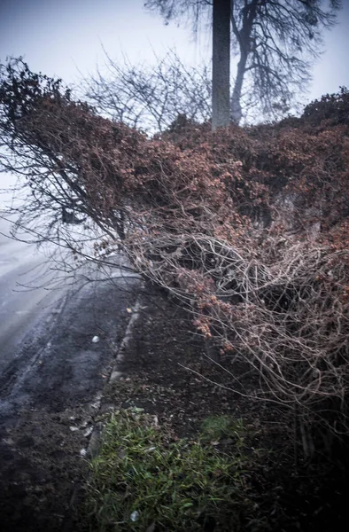 Strada Nel Parco Cittadino — Foto Stock