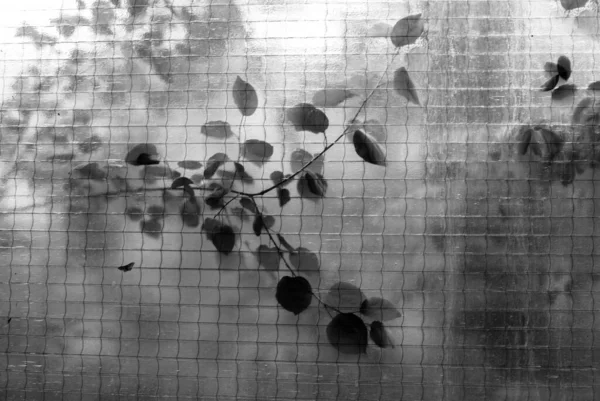 Abstrakte Wand Hintergrund Mit Blättern — Stockfoto