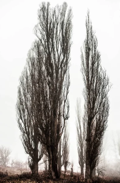 Una Bella Foto Alberi Nel Parco Primaverile — Foto Stock