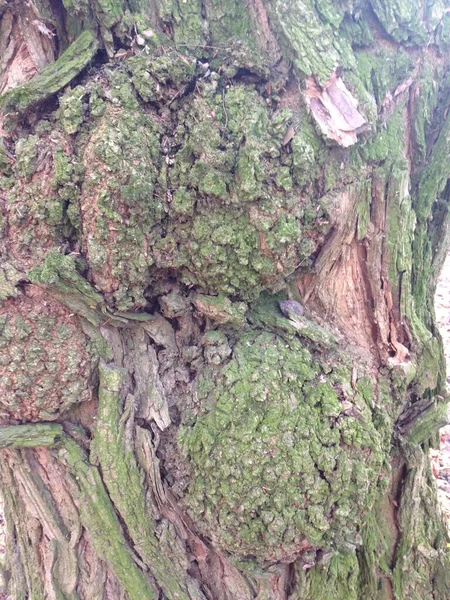 Cerrar Árbol Tronco Textura Fondo Madera — Foto de Stock