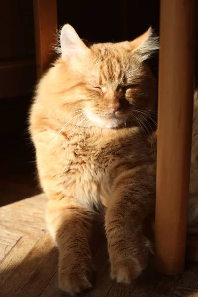 Niedliche Hauskatze Hause Drinnen — Stockfoto