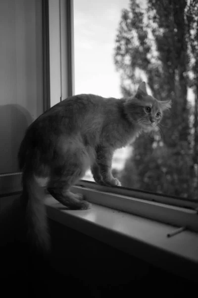 Gato Doméstico Bonito Casa Dentro Casa — Fotografia de Stock