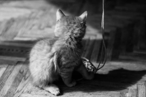 Gato Doméstico Bonito Casa Dentro Casa — Fotografia de Stock