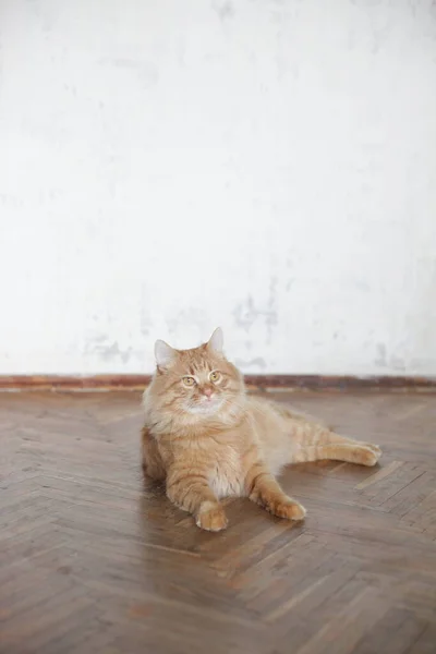 Niedliche Hauskatze Hause Drinnen — Stockfoto