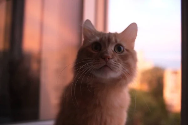 Schattig Huisdier Kat Thuis Binnen — Stockfoto