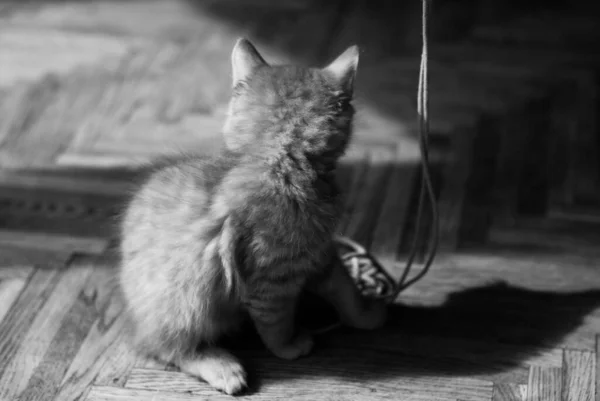 Gato Doméstico Bonito Casa Dentro Casa — Fotografia de Stock