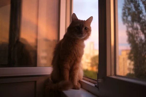 Schattig Huisdier Kat Thuis Binnen — Stockfoto