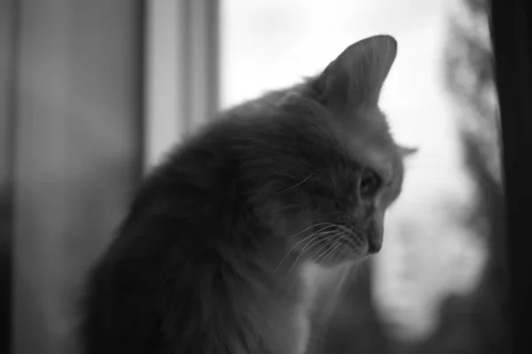 Gato Doméstico Bonito Casa Dentro Casa — Fotografia de Stock