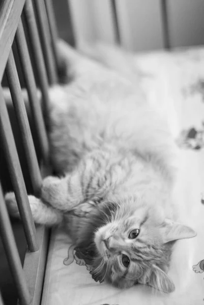 Gato Doméstico Bonito Casa Dentro Casa — Fotografia de Stock