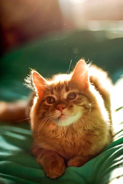 Schattig Huisdier Kat Thuis Binnen — Stockfoto