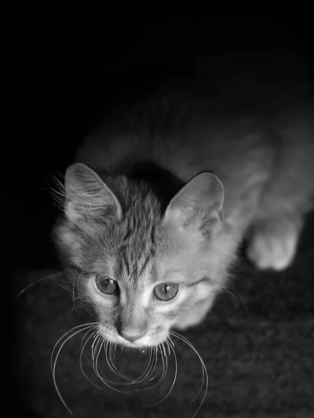 Gato Doméstico Bonito Casa Dentro Casa — Fotografia de Stock