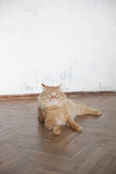 Χαριτωμένο Εγχώρια Γάτα Στο Σπίτι Εσωτερικούς Χώρους — Φωτογραφία Αρχείου